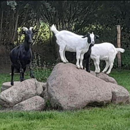 Appartamento Fewo Mareike Hanerau-Hademarschen Esterno foto