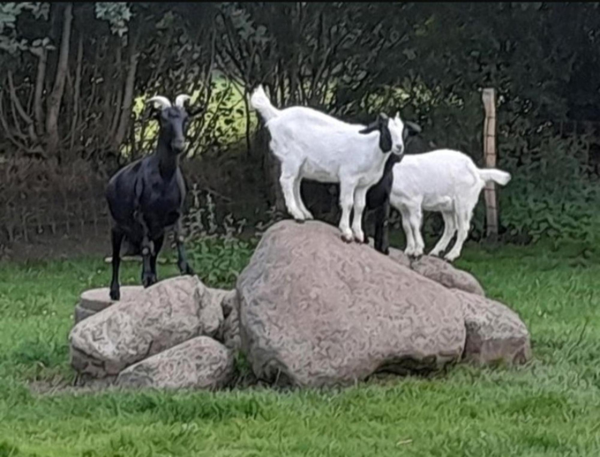 Appartamento Fewo Mareike Hanerau-Hademarschen Esterno foto