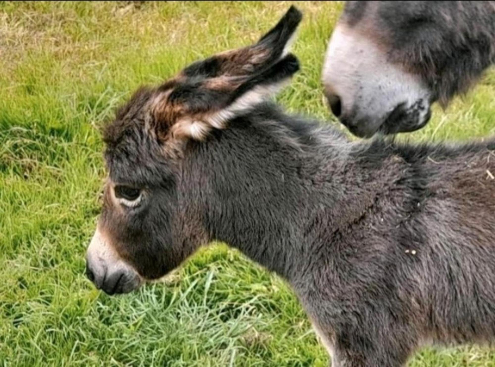 Appartamento Fewo Mareike Hanerau-Hademarschen Esterno foto